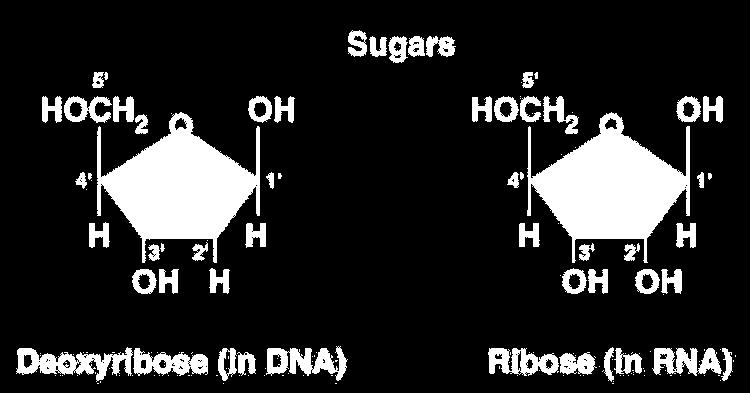 رومؿ النيركميدات رومبل ماايا ينرم Nucleotides مركن ومة يوررل امى النيرررجيف )قااد نيرررجينية( سكر وماس )بنررز( رجزياة مف وامض الفسفرريؾ. Nitrogen base القواعد النيتروجينة.