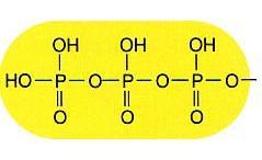 Nucleotides ررسمى اي ا بالنيكميرريدات ليا الةابمية لمرومؿ الماا الكامؿ لينرم بلي رودات انرية )الةااد النيرررجينية السكر الوماس وامض الفسفرريؾ(.