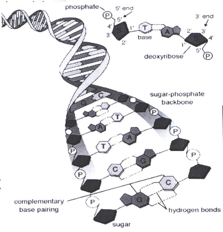 األدنػيف فػ براسػػػطة آصػػػريف يروداف مػف وػبلؿ بل ػة Pyrimidines ف الشريط اآلور رباألوص مػع ال ػايميف رالسايررسػيف.