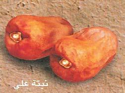 Seqee نبتة علي