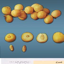 GASH JABREEN ق
