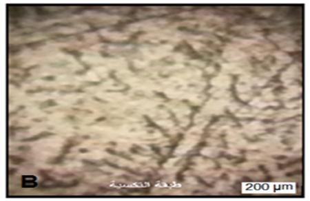 يت غسؿ سطح العينات بالماء و تجفيفيا مباشرة باليواء الساخف.