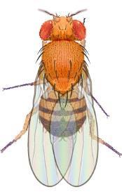 Drosophila melanogaster Phenotypes Wild Female Wild