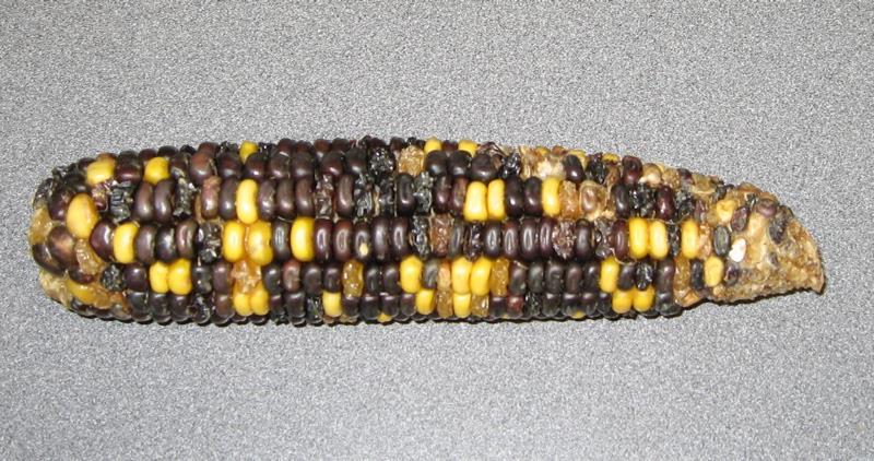 االنعزال في الذرة Segregation in corn مثال 2 : يأخذ كل طالب بذور الجيل الثاني من الذرة المأخوذة من كوز الذرة ear of corn الموضح فوي الشوكل ادناه.