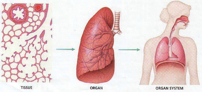 MULTICELLULAR ORGANIZATION In a unicellular organism, one cell carries out all of the functions of life.