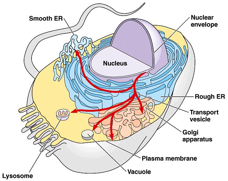 Prokaryotes Eukaryotes Typical organisms bacteria Protoctista, fungi, plants, animals Typical size ~ 1-10 μm ~ 10-100 μm (sperm cells) apart from the tail, are smaller) Type of nucleus Nuclear body