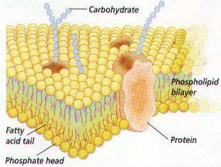 ا شؾ ا د ا ج ٤ داد :Lipids ٢ ػرح ز ػ جو ػض ٣ س ؿ ٤ يجترس ذح حا ٣ ج طهالص ح ج هال ٣ ح جج ؿس ذ ج طس ٣ رحش يهطر ٤ س ح ٤ لط ٤ ط ٤ ح ؼ حص ض ٤ ر ٤ س ألؿ ٤ س ئش ح ج طحهس ج ه س.