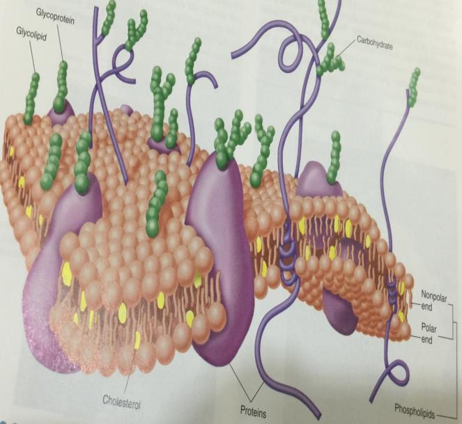 انرتك ب انذل ك نهغشبء انبالصي Membrane The Fine Structure of Plasma ي ٣ كط ١ ج طف ج هح ؾ ٢ ج طف ج ىجن ٢ حا ػ ٠ ل جج جع ج ر ض ٤ ىحش إ ج ىك ك ٤ كى ١ ج ىطف ج هح ؾ ٢ حا ٣ ج ى ج ك جا إه ذ ػ ٤ ج ر ض ٤ حش ح