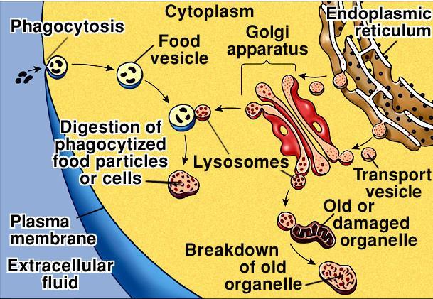 كPhagocytosisك و اللةةرب الخلةةوي كPinocytosisك فيةة ع ل ةةة االلتلةةاا كةةول ال لةةا ترك ةةب ك اةة وانثنا ات حو غةل ة تاة ى باسساةاا ال لتل ةة كPhagosomesك حةول بعةد ال ةواد ذات السز ئةات الكب ةرة