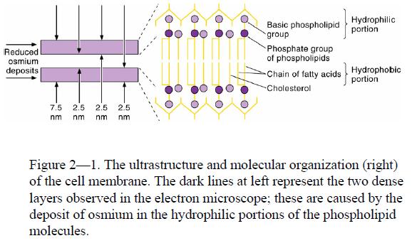 Plasma membrane (Cell انغشبء انبالصي ( غشبء اخله ت( membrane) وتكون الخل ة محاطة بغشا )بالمم ( شبه صزلب حز ط بهزا و مط هزا الحما زة والشزكل المم زم و زو مكزون مزن طبمتز ن مزمدوجت ن مزن الزد ون