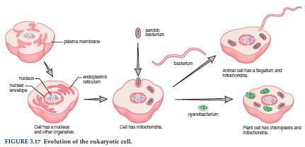 3 and the Golgi apparatus. Some believe that the other organelles could also have arisen in this manner. Another, more interesting, hypothesis has been put forth.