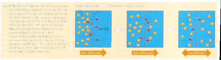 Diffusion توجد كل جم ئات وأ ونات سوائل الجسم, ومن ضمنها جم ئات المزا و المزواد المذابزة ف زه وفز حركزة دائمزة وتتحرن كل ذرة ف ها بطر متها الخاصة.