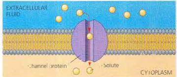 FLUID MOSAIC MODEL OF CELL MEMBRANES 1.