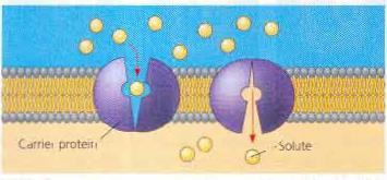 motion, so the phospholipids are able to drift