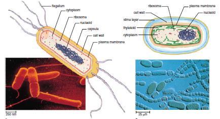 Prokaryotic Cells Prokaryotic cells, the other major type of cell, does not have a nucleus as eukaryotic cells do.