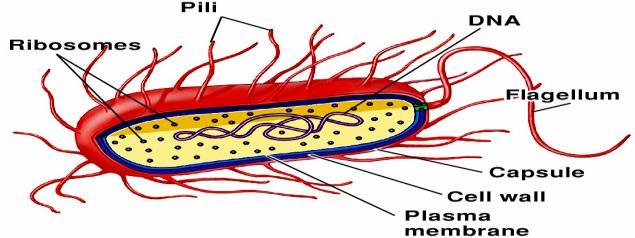 The cell wall contains peptidoglycan, a complex molecule with chains of a unique amino disaccharide joined by peptide chains.