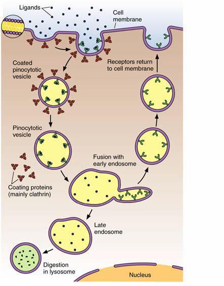 Transport of proteins and other large molecules تدخل البروت نات ف حاالت مم نة إلى الخال ا, كما تفرم الخال ا عزددا مزن الهرمونزات ومزواد أخزرى ز عبزارة عن البروت نات وببت دات متمددة كب رةpolypeptides