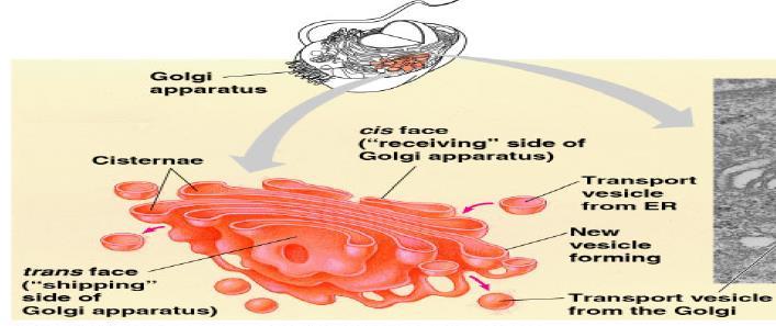 جهبص كىنج - APPARATUS GOLGI GOLGI APPARATUS 1. The Golgi apparatus is the processing, packaging and secreting organelle of the cell, so it is much more common in glandular cells. 2.