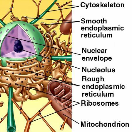 organelle (e.g., cardiolipin).the proteins in and on the inner membrane have special enzymatic and transport capacities.