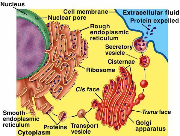 RNA ٣ ص ة ا طبهخ أص بء ػ ٤ خ و ا ؾب غ اال ٢ ٤ ا به :ATP :GTP ٣ ص ة ا طبهخ أص