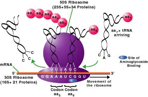 حتش ش انربوتني Protein Synthesis All proteins are synthesized according to instructions contained in the DNA nucleotide sequence, which is unique to every individual Protein synthesis is a two step