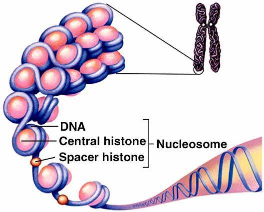 ذؼى إ ؿح ي ي ض ط ج ه ٤ ىس ذؼ ٤ ىس ض ى ٠ ج طل ط ى Mitosis ط ى ن ٤ طى ٤ ٤ ىض ٤ ض ط جقىز ح إقى ؿ ػط ٢ ج ؿ ٤ حش.