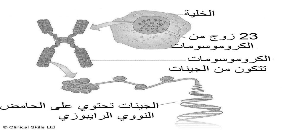 حى ى ججو ىس ج طى ٢ ض ى ٤ ئ ى ٠ إ ٤ ىس ض ٤ ىد ج ىحض ٤ كى ٢ ض ظى ٤ ٤ لىس. DNA ضؼىى ج ؿ ٤ ىحش ج قىىجش ج جغ ٤ س ػ ٠ ج ؿ ٤ حش ج مر ٤ س ج ؾ ٤ ؾى ا ى ؾ ٣ ثىس ج ىى ح.