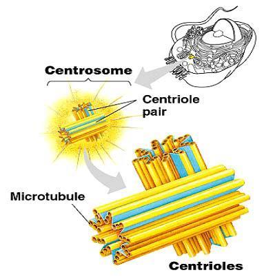 انكشويبتني - Chromatin ؾ ٤ ؾ و ك ٢ جز ج ه ٤ س ٣ ظ ج ج ج ك ٢ ج حت ج ١ ك ٢ ص ز ن ٤ ط ك ٤ ؼس ؾىج طو س لم س ػ ذؼض ح طلس ق ذؼض ح ق ٤ ع ضؼ ف ذح ر س ج حض ٤ ٤ س.