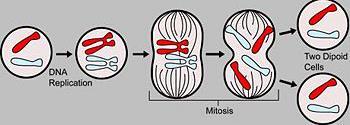 دوساث اال مسبو اخلهى cycles Cell division جي و ح ج ه ١ ػ ٤ س ض ج هال ٣ ح ج ط حغ ذح طىح ٢ ضىإ ى ج حت ىحش ج ك ٤ ىس ى ٣ هىا ؾ ٤ ىغ ج هال ٣ ىح ج ط ح ٣ ز ق ٤ ع ضؼط ٢ ن ٤ س إ ذحي و ح ئ ٠ نال ٣ ح شو ٤ وس ج