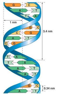 74 Both have their own DNA and ribosomes that are similar to those found in prokaryotes. Both make many of their own proteins and both multiply in a fashion similar to prokaryotic cell division.