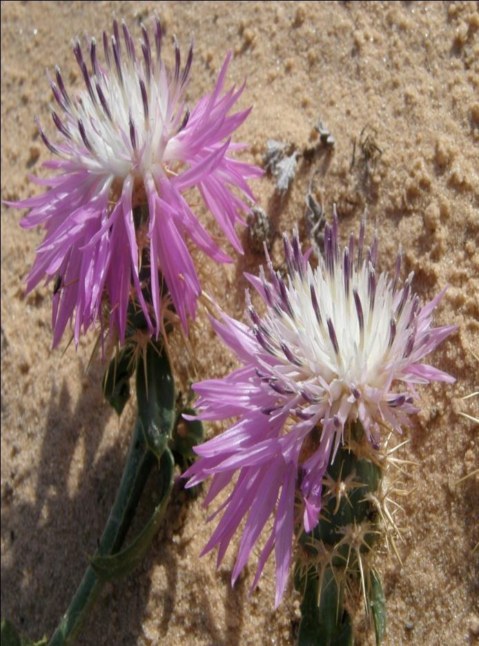 النبتة Centaurea dimorpha أو ما يعر بالعامية (Bolala) Centaurea eriocephala بواللة التي تدعى كذلك أو Centaurea polycantha هي نبتة احراوية تتواجد في احراء ما إفريقيا كالصحراء الجزائرية