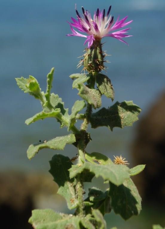 النبتة Centaurea sphaerocephala L.