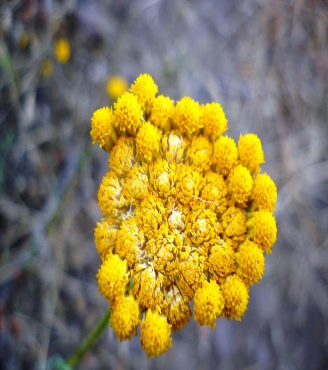Achillea inodora حيث تنمو في التال المرتفعة في ما إفريقيا كالجزائر حولي ملساء ال تحتوي على زرأ إلى المغرب 1222(.