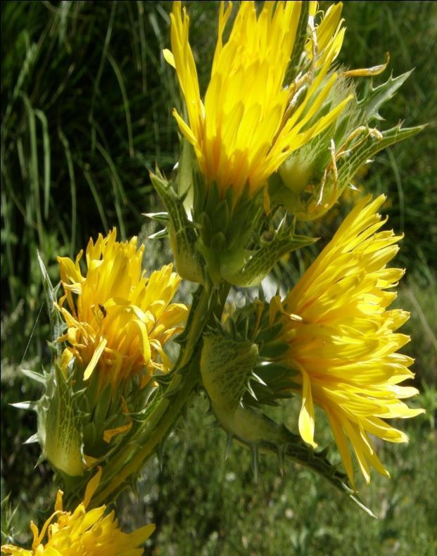 . 5 3 I ينتمي النوع الوصف النباتي للنوع : Scolymus grandiflorus Desf.