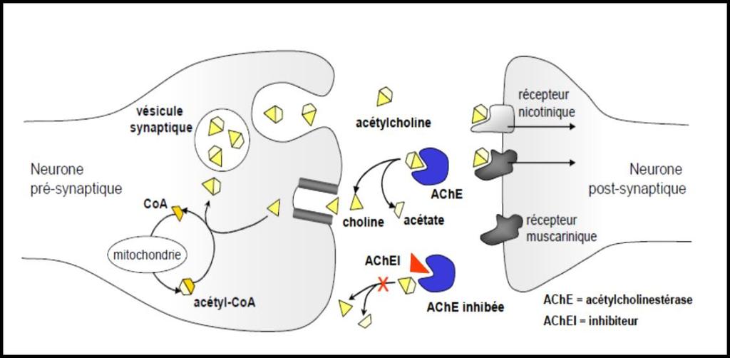 عصبيةكهربائية منبهة وبعد مدة زمنية يحتاج الجسم لتوقي هذه الرسالة فيتدخل طبيعيا أنزيم Acetyl (AChE) cholinesterase وذلك بتفكيك هذه المادة إلى مركبي األسيتات والكولين اللذان يعاد إمتصااهما من طر