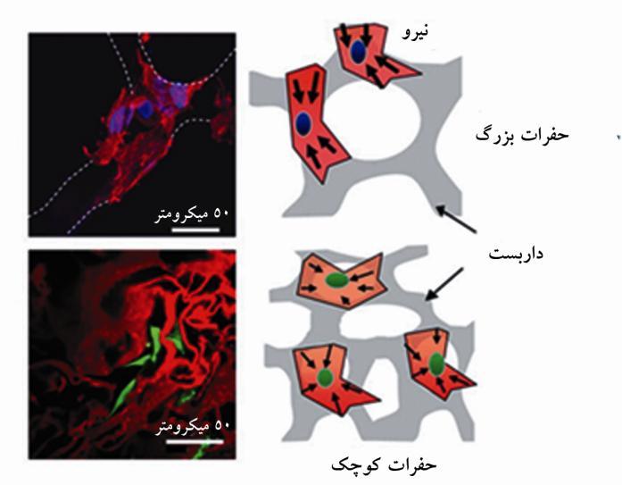 ساجده خورشیدی و همکاران ث ٤ ىس ٤ ط ضؾ ٥ س ث ؾجت دس ٤ س ٠ ب ؼز س بؾ ٣ Contact ) inhibition ث ٤ ىس ٤ ط د ٥ ب ب ٢ طي اضؾب ٣ و س ا طس ثب ا ساظ ٠ ذ فطع و سهسط ث ٥ كشط اظ سؼساز ؾ ب زض ١ ثب ا ساظ ذ فطع