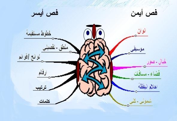 خر طة توض ح ة للمجاالت الت نشط ف ها كل فص من فص الدماغ الخر طة الذهن ة طر قة وضعها المحلل النفسان االنجل زي Tony Buzan ف السبع نات للمساعدة على التحص ل الدراس الج د وه تسهل التفك ر المنطق واإلبداع