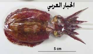 اأنواع
