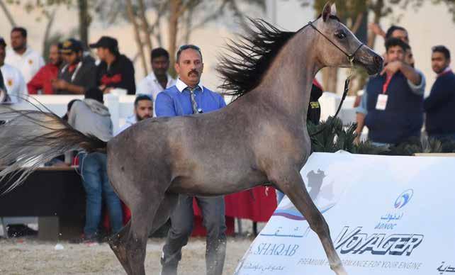 SHAKER AL SAGHIER شاكر الصغير 5 مهر : الجنس أحمر : اللون عبدالرضا عبداهلل / السيد : المالك GENDER: Colt COLOR: BAY OWNER: ABDULREDHA ABDULLA Date of Birth 19-Mar-2017 تاريخ الميالد شاكر الشقب SHAKER