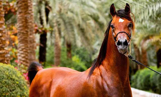 TAJ AL SHAQAB تاج الشقب 7 فحل : الجنس أحمر : اللون طالل فوزي أحمد / السيد : المالك علي كانو GENDER: Stallion COLOR: BAY OWNER: MR TALAL