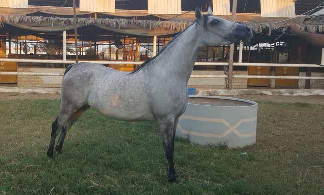 NOOR ALMAHA نور المها 11 أحمر : اللون حمد عبدالرضا / السيد : المالك عبدالرسول خمدان COLOR: BAY OWNER: MR HAMAD ABDULRIDHA