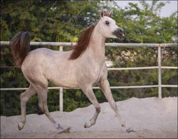 AL ARYAM JASOORA AM NAYLA أ م نيلة 12 أزرق : اللون محمد يوسف / السيد : المالك محمد المعرفي COLOR: GREY OWNER: MR MOHAMMED