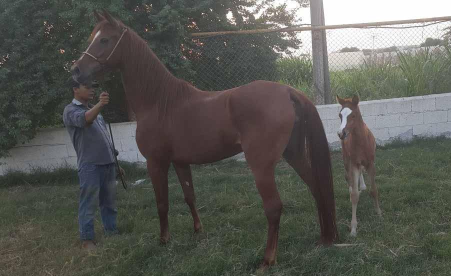 HEJAZIEH AL NAKHLAH حجازية النخلة 19 أشقر : اللون حمد عبدالرضا / السيد : المالك عبدالرسول خمدان COLOR: CHESTNUT OWNER: MR HAMAD