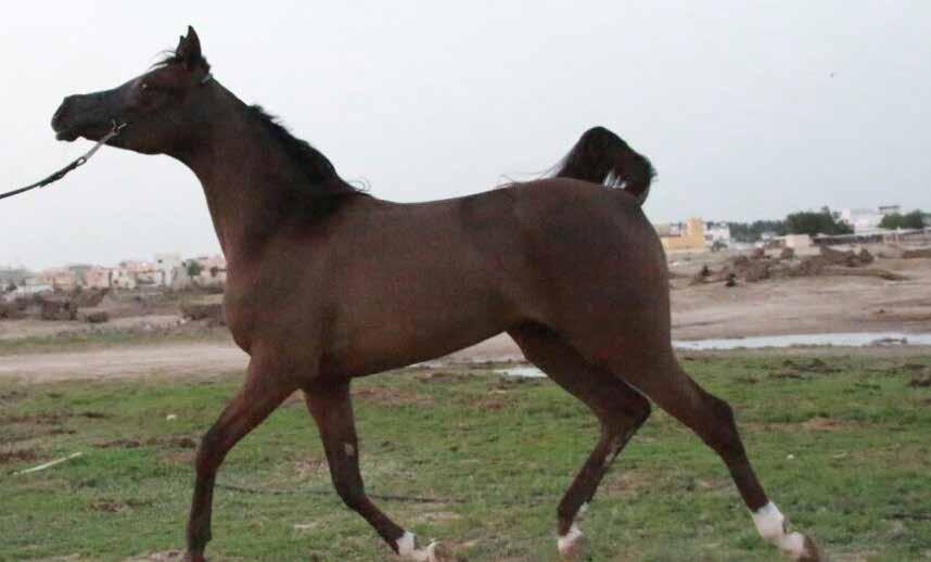 دانة DANA AK AYAT أ ك آيات 20 أحمر : اللون علي حميد عبداهلل / السيد : المالك جاسم عبداللطيف COLOR: BAY OWNER: MR ALI HAMEED