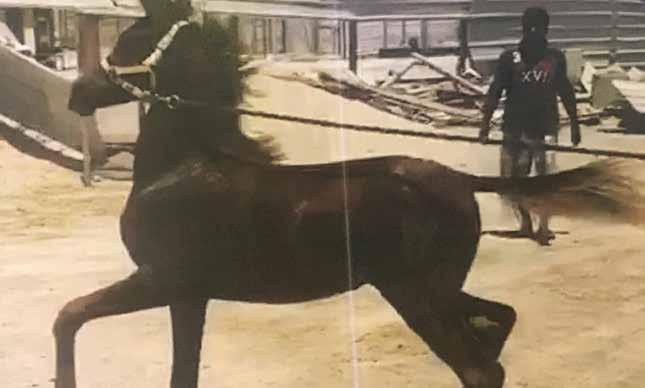 M AL MAYMONA م الميمونة 21 أحمر : اللون محمد يوسف / السيد : المالك محمد المعرفي GENDER: Mare COLOR: BAY OWNER: MR MOHAMMED