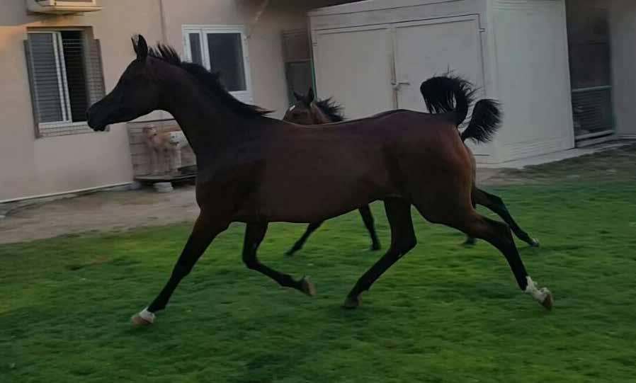 األسود SADY EL ASSUAD AALI GHALYA عالي غالية 22 أحمر : اللون علي يوسف علي / السيد : المالك ميرزا GENDER: Mare COLOR: BAY