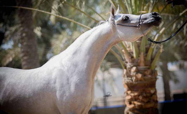 JOHARA T AL ZAIN جوهرة الزين 23 أزرق : اللون بشار مصطفى / الدكتور : المالك جعفر السيد COLOR: GREY OWNER: DR BASHAR MUSTAFA