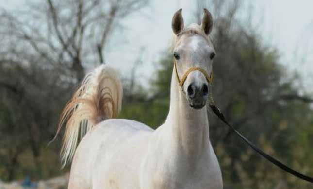 NOUF AL SHAKHOURA AHLAM AL SAFEER أحالم السفير 24 أزرق : اللون س مهدي خادم / السيد : المالك هاشم علي COLOR: GREY OWNER: MR S