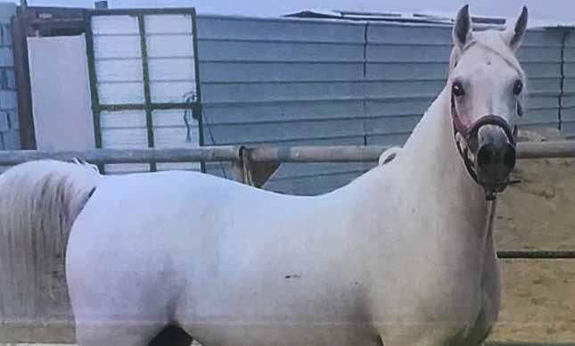 SHAHEERAAH شهيرة 25 أزرق : اللون محمد يوسف / السيد : المالك محمد المعرفي GENDER: Mare COLOR: GREY OWNER: MR MOHAMMED YUSUF MOHAMED