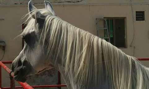 JUMANAH كنوز جمانة 26 أزرق : اللون صادق عباس علي / السيد : المالك أحمد ضاحي GENDER: Mare COLOR: GREY OWNER: MR SADEQ ABBAS ALI AHMED